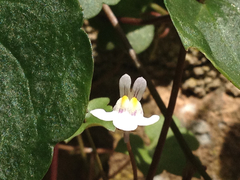 Cymbalaria muralis