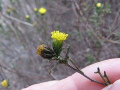 Marasmodes trifida