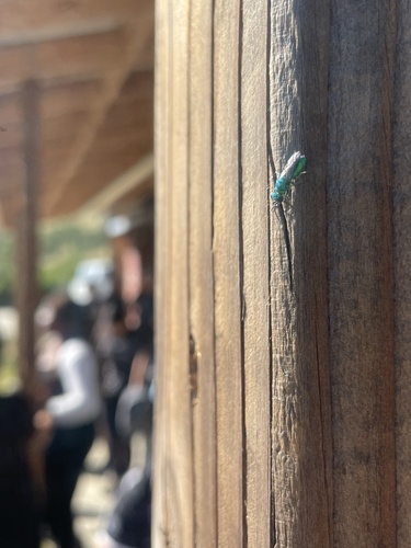 iNaturalist observation photo of Chrysidini