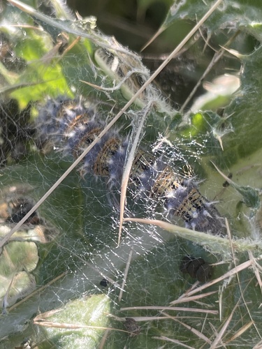 iNaturalist observation photo of Ladies and Related Admirals