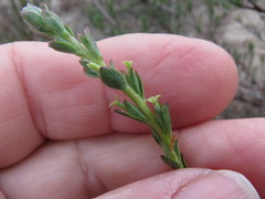 Gnidia spicata