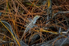 Anolis scriptus