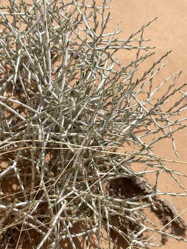 Rhanterium epapposum, photograph 4