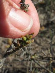 Thesium macrostachyum