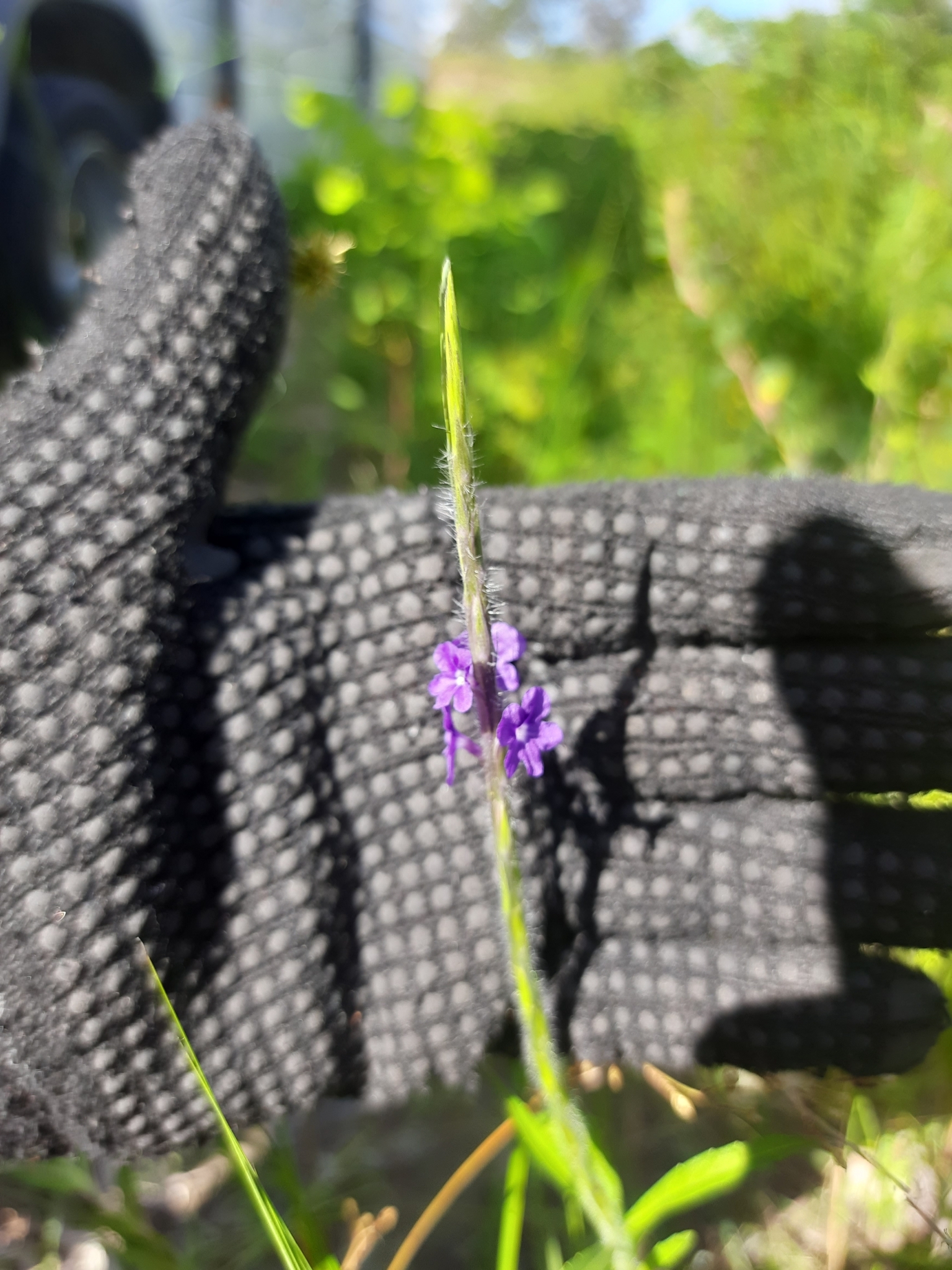 Stachytarpheta lythrophylla