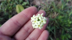 Manulea bellidifolia