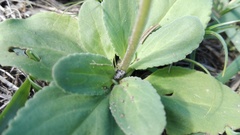 Manulea bellidifolia