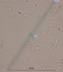 Bacillaria paxillifera