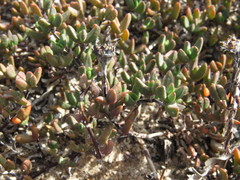 Lampranthus debilis