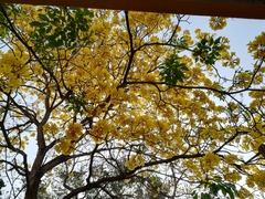 Handroanthus guayacan