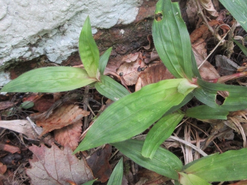 Carex ciliatomarginata iNat (1)