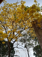 Handroanthus guayacan