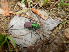 Cicindela splendida