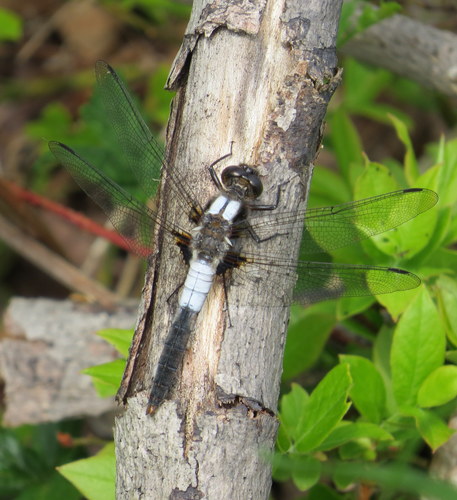 Chalk-fronted Corporal