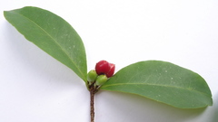 Erythroxylum mikanii