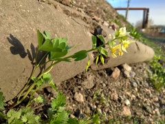 Corydalis bracteata