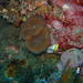 Fijian Root Coral - Photo (c) Albertini maridom, some rights reserved (CC BY-NC), uploaded by Albertini maridom