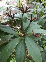 Rhododendron