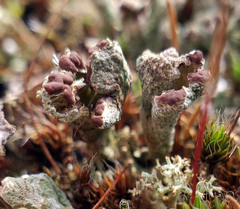 Cladonia mateocyatha
