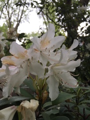 Rhododendron
