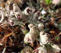 Cladonia mateocyatha
