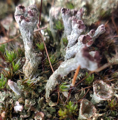 Cladonia mateocyatha