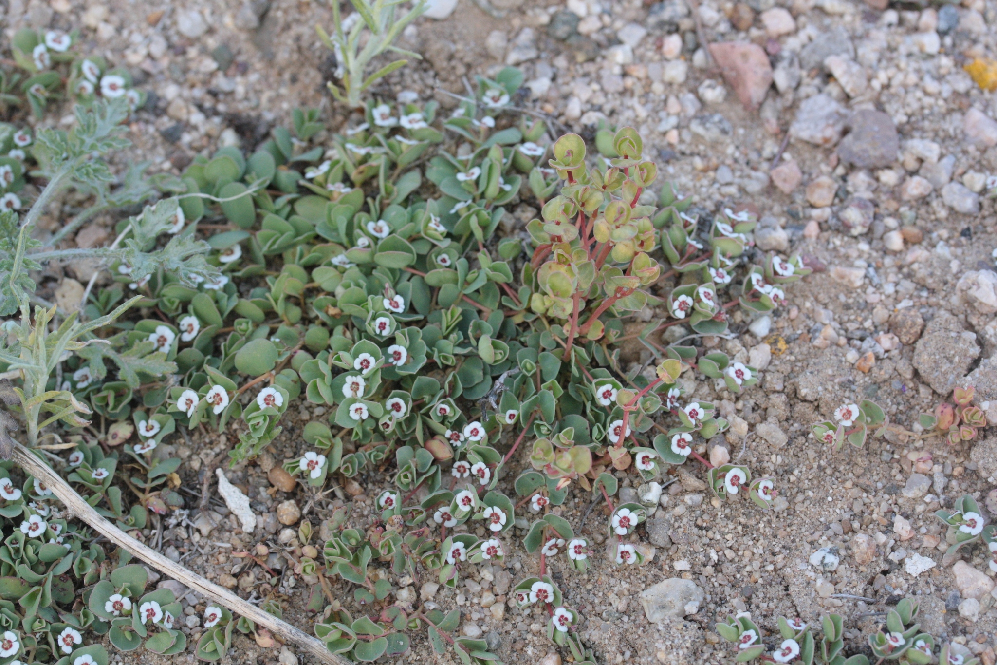 Uromyces proëminens image