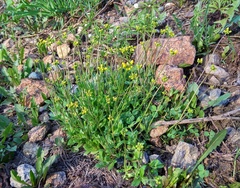 Draba sibirica