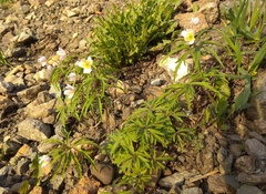 Anemonoides caerulea