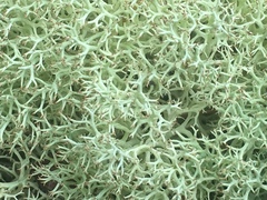 Cladonia confusa