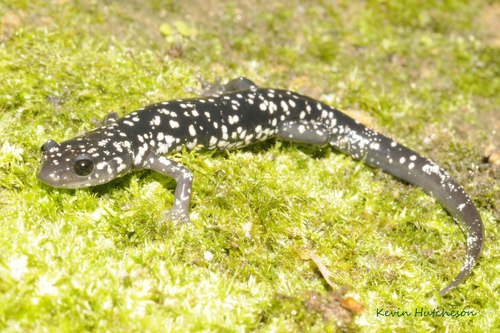 Cumberland Plateau Salamander
