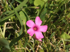 Oxalis articulata