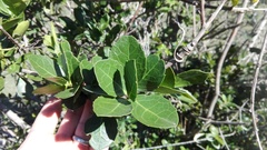 Maytenus procumbens