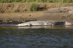 Gavialis gangeticus