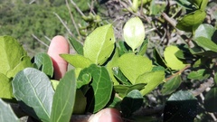 Maytenus procumbens