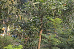 Anthreptes malacensis