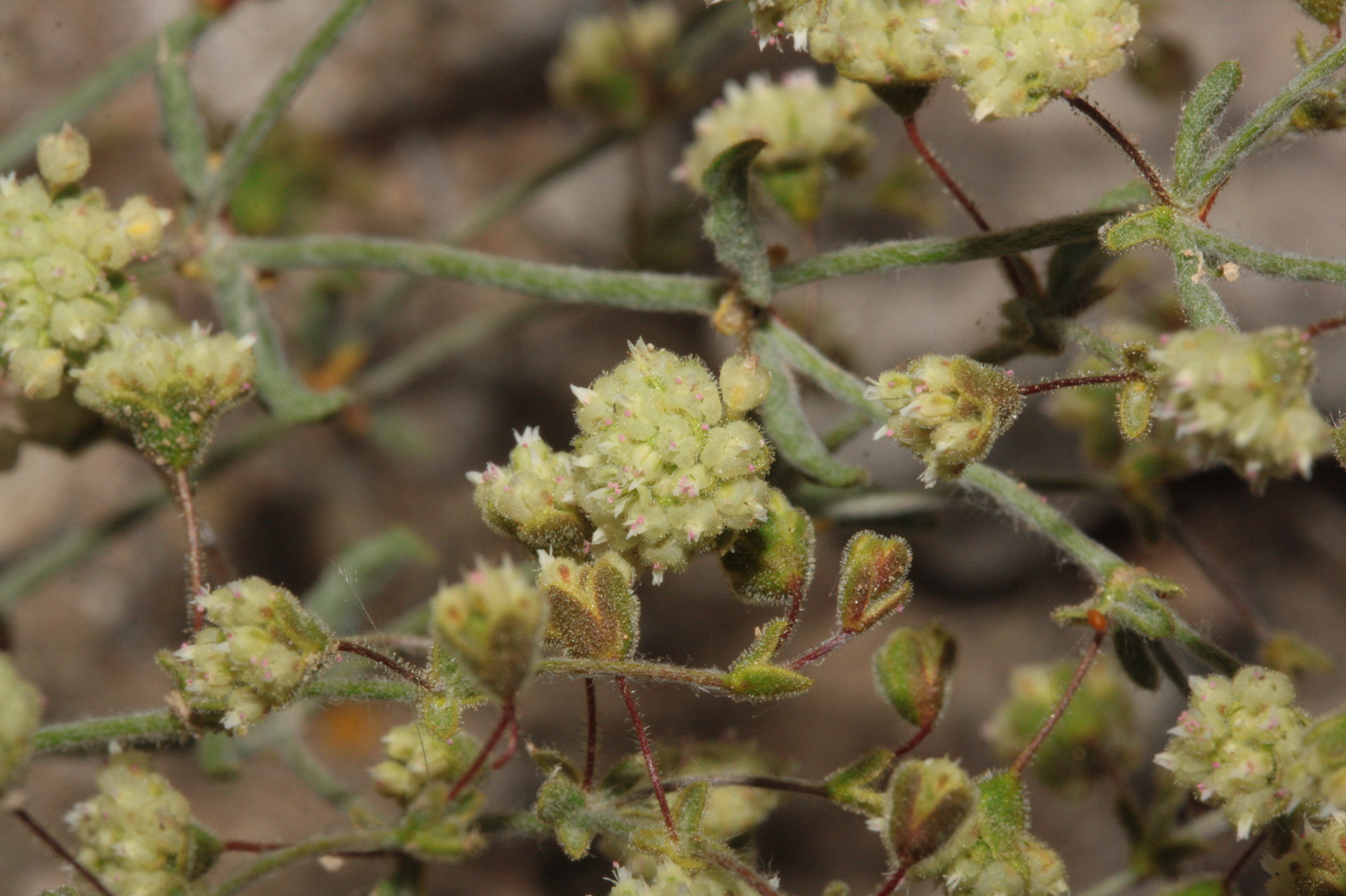 Eriogonum viridescens
