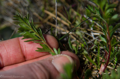 Potentilla hickmanii