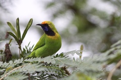 Chloropsis aurifrons