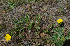 Potentilla hickmanii