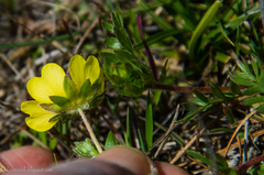 Potentilla hickmanii