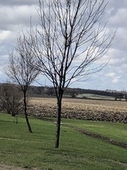 Passer domesticus domesticus