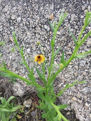 Helenium elegans