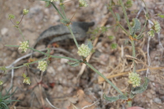 Eriogonum viridescens