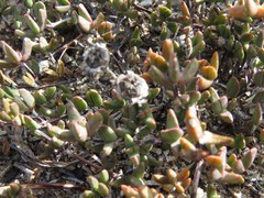 Lampranthus debilis
