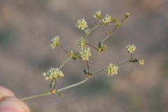 Eriogonum viridescens