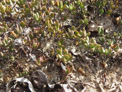 Lampranthus debilis