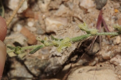 Pectocarya penicillata