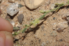Pectocarya penicillata