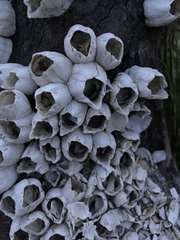 Amphibalanus subalbidus